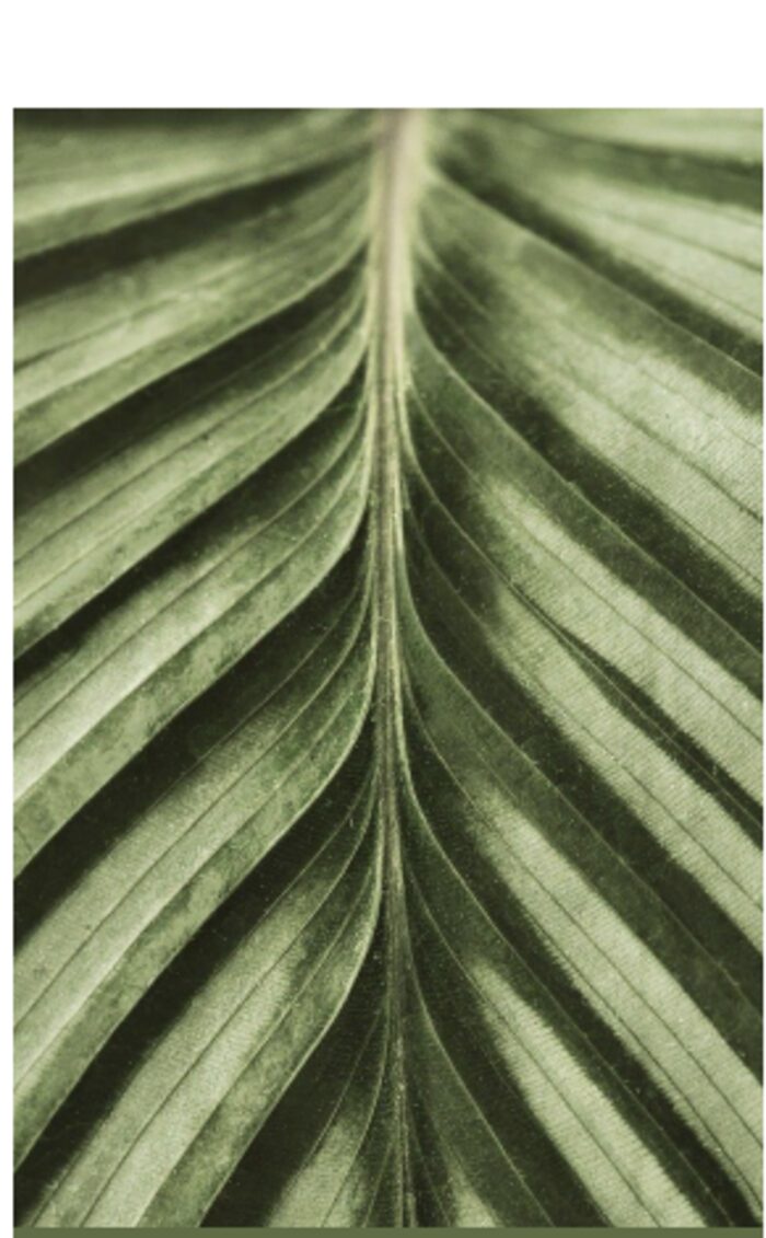 Close-up of a green leaf and its veins