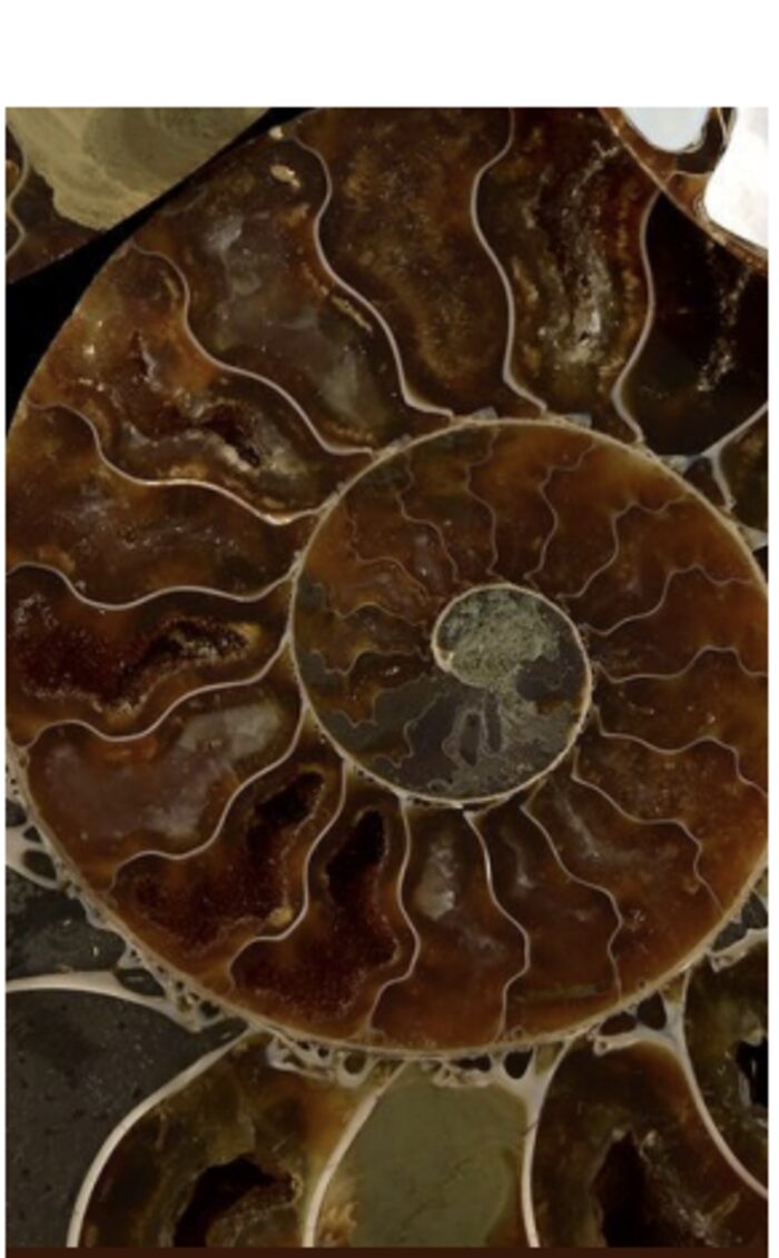 Cross-section of an ammonite fossil
