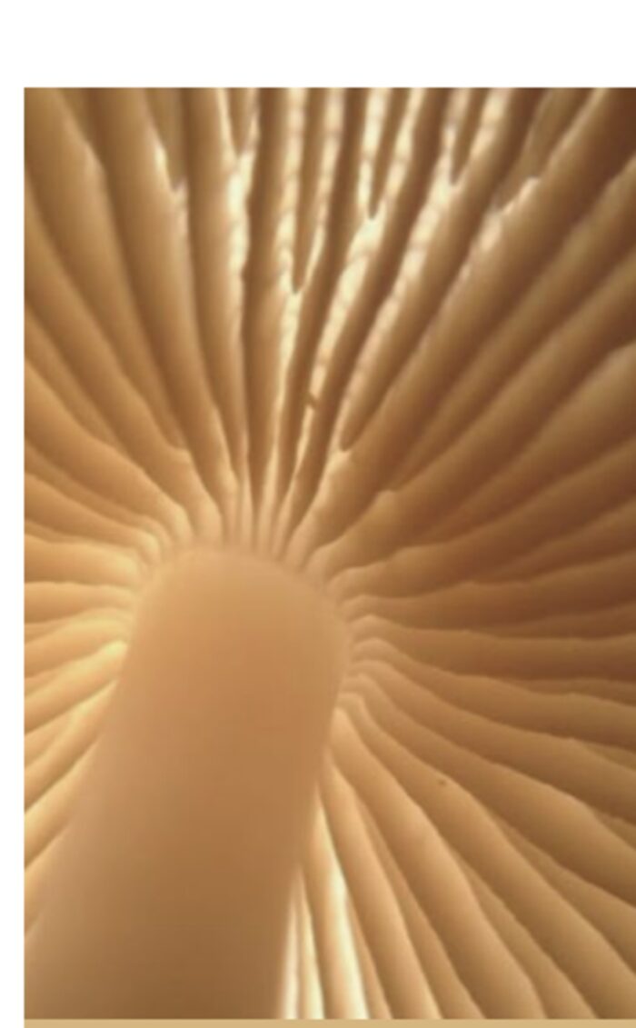 Radiating gills beneath a mushroom cap